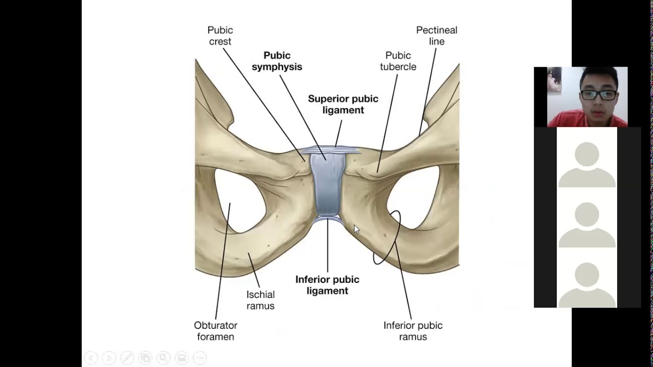 ANATOMI PELVIS
