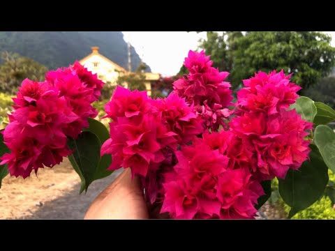 Video HOA GIẤY Leo và Bụi Loại Nào Đẹp Hơn? Cách Trồng Cây... - youtube