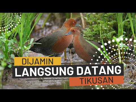 Suara pikat Burung Sintar Merah/Api josss👍 Suara jernih...#burungsintar