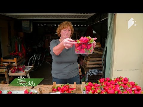 #ფერმის ევროპული მოგზაურობა / ნაწილი მეორე - უნგრეთის სოფლის მეურნეობა