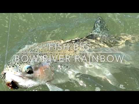 Bow River Rainbow