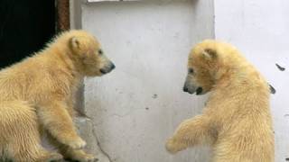 おなかすいたよぉ！（円山動物園 ホッキョクグマ イコロ＆キロル)