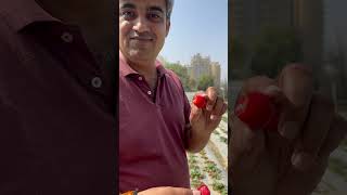 Gurugram  में Strawberry की खेती 👍 ख़ुद तोड़ो ख़ुद खाओ