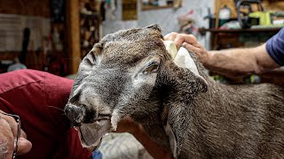 Mounting a Deer Head - Behind the Scenes of a Taxidermist