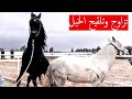 تزاوج الخيل - تزاوج الحصان العربي الأدهم والفرس -  تلقيح الخيل وكيف نعرف أن الفرس حايل أو شايع +18