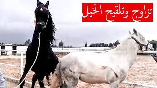 تزاوج الخيل - تزاوج الحصان العربي الأدهم والفرس -  تلقيح الخيل وكيف نعرف أن الفرس حايل أو شايع +18