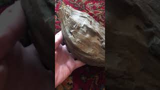 American Geode 360 - Petrified Wood Dredged from Houstons Buffalo Bayou
During a severe Texas drought, the water in downtown Houstons Buffalo Bayou was very low, and we dredged up some fossilized wood like this rare specimen, as well as some vintage and antique tools and random objects dumped in the bayou. Please send comments, questions, insight to http://www.americangeode.com. American Geode 360 - Petrified Wood Dredged from Houstons Buffalo Bayou