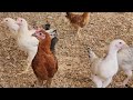 دجاج محلي بلدي عمر 3 شهور 