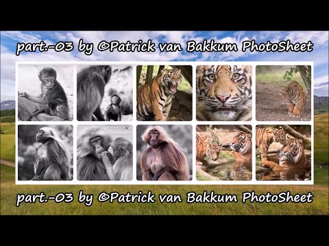 part.-03 by ©Patrick van Bakkum PhotoSheet