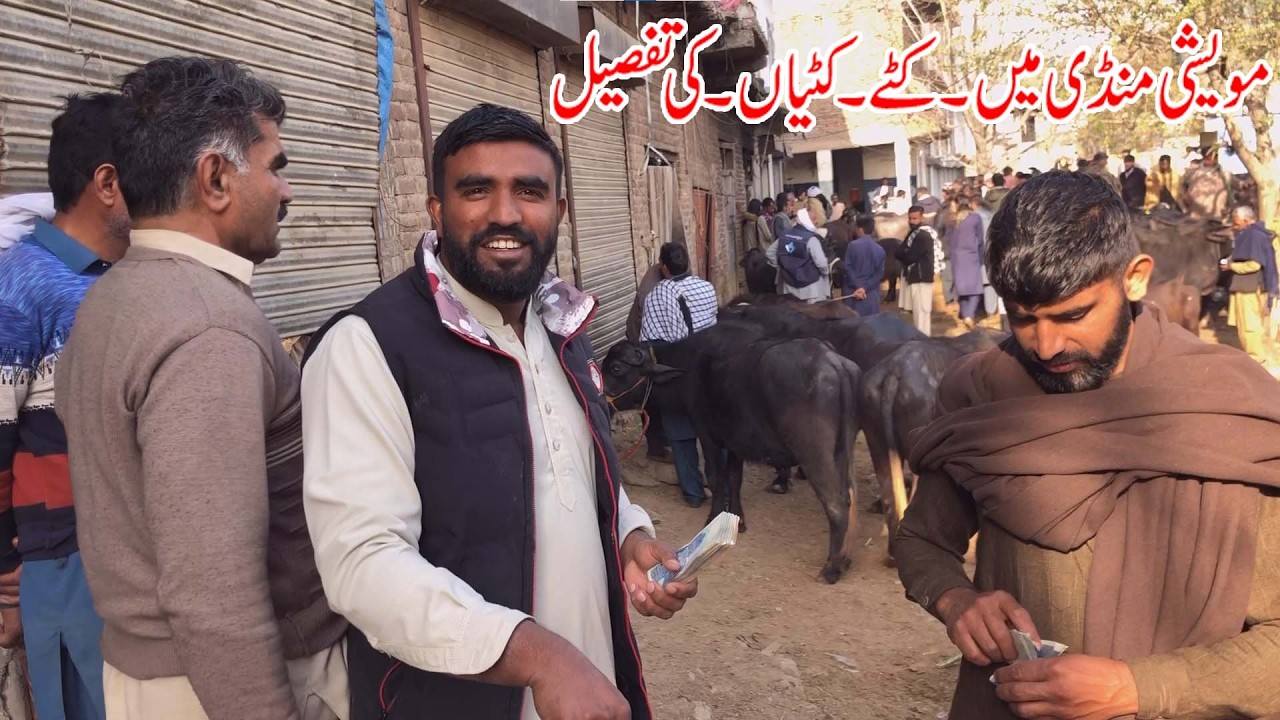 Kattay kattian cattle market dongi muvashi mandi kotli ajk pakistan | kattay kattian khagar buffalo