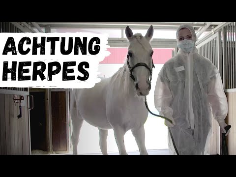 Video: Wie Schützt Man Ein Pferd Vor Krankheiten?