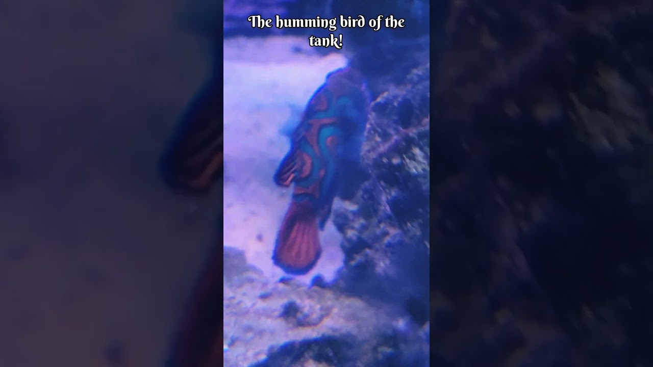 Mandarinfish Nirvana in the Rock n Roll tank!🤘🎸 