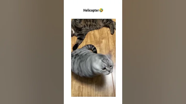 Video 2015771: pets cutecat funny animals, animals pets funny fails, best funny pets animals, pets animals reaction, cat cute funny