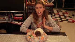 New Guinea Pig and Basic Pregnancy Facts