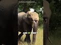 An Elephant With a Hole in Her Head #animalfacts #animals #wildlife #elephant