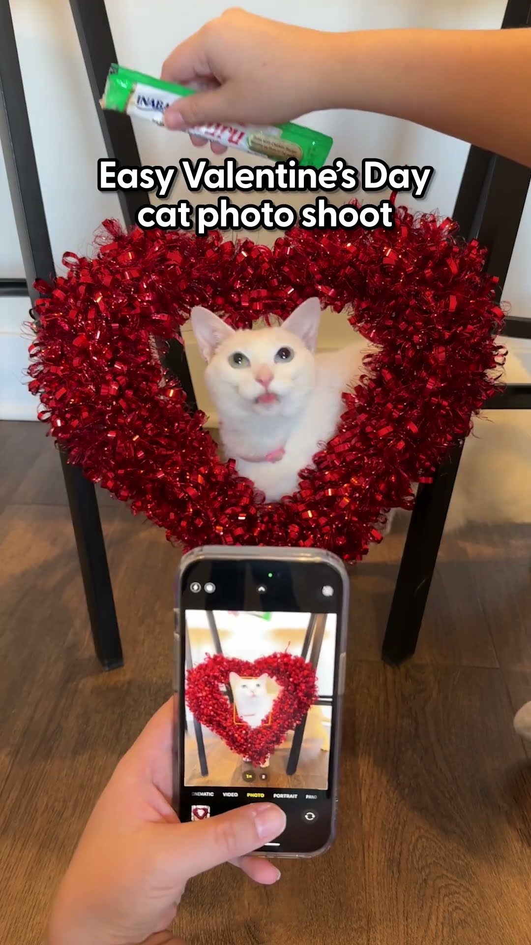 DIY Valentines Day Shoot with Your Cats | The Pack