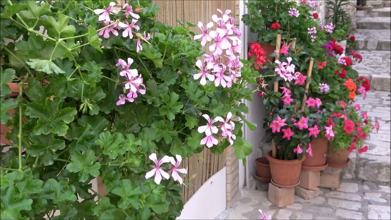 COLLETORTO (CB) 2024. INFIORATE