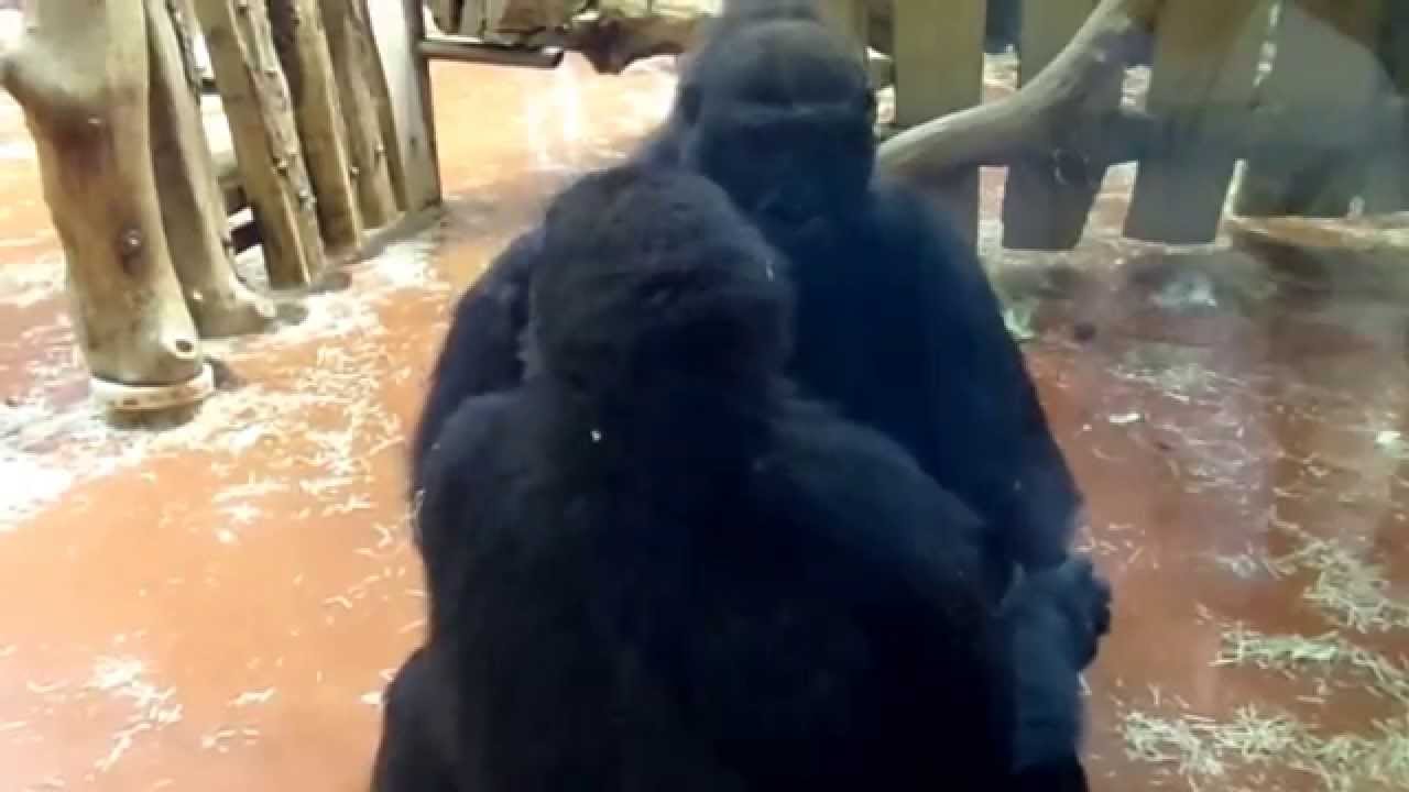 Gorilla wrestling II. (Western Lowland Gorilla) YouTube