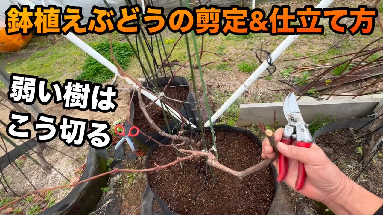 ブドウの剪定作業 Pruning and training of potted grapevines ~Adjusting the strength