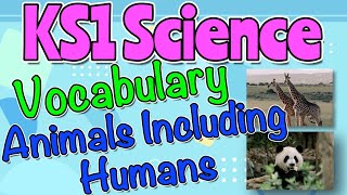ANIMALS INCLUDING HUMANS KS1 SCIENCE VOCABULARY by Miss Ellis  #sciencevocabulary Animal Studies Science Vocabulary