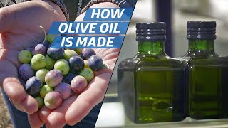 How Olive Oil Is Farmed and Processed at the Country's Biggest Producer — How to Make It