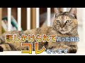 たくさん話しかけられて育った猫が見せる行動