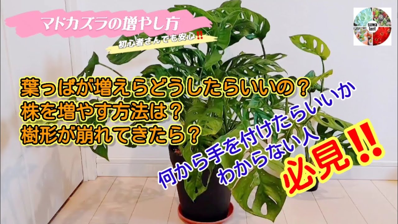 観葉植物 ハウツー 葉に穴のあるかわいいマドカズラの増やし方 初心者さん見てください モンステラも同じ Youtube