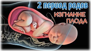 2 период родов - изгнание плода (рождение ребёнка)!