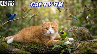 Why Cats Lock Eyes on Birds 🐦 Ultimate Cat TV 4K Forest | 1+ Hour screenshot 5