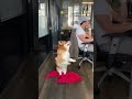 Someone call HR #dogs #corgifun #funnyanimals #corgi