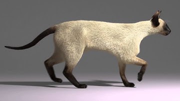 Siamese Cat walk cycle animation