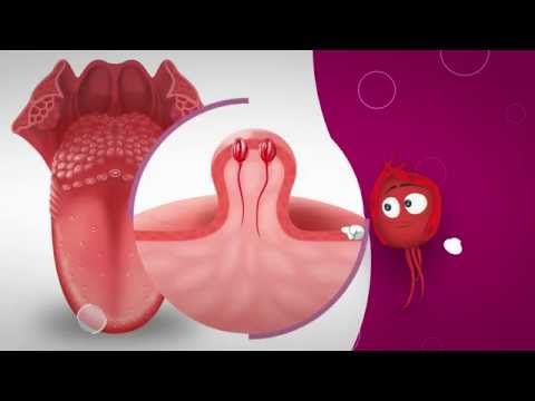 Vidéo: Dans les papilles gustatives de la langue ?