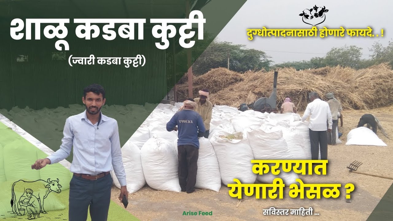 शाळू/ज्वारी कडबा कुट्टीचे दुध वाढीसाठी होणारे फायदे+कुट्टीची गुणवत्ता ओळखण्याच्या पद्धती #kadbakutti