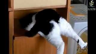 Прикол толстый кот застрял. Толстый кот. Приколы с котами. Ржач Прикол толстый кот застрял. Толстый кот. Приколы с котами. Ржач
