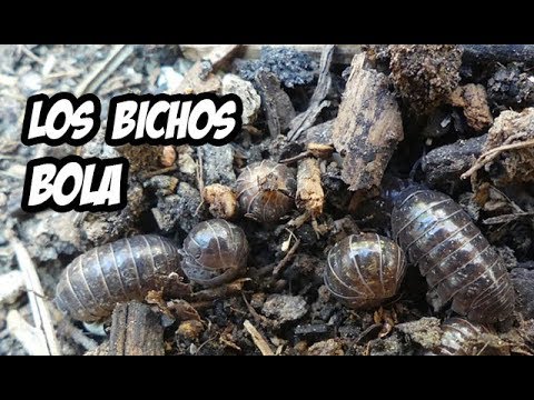 Vídeo: Bola De Jardí: Plaga Polifàgica