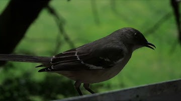 Mockingbird (extreme close-up)