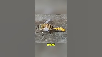 How Bees Make Honey.