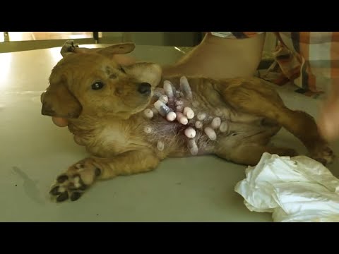フェレットのボットフライ感染症（Cuterebriasis）の症状と対処法