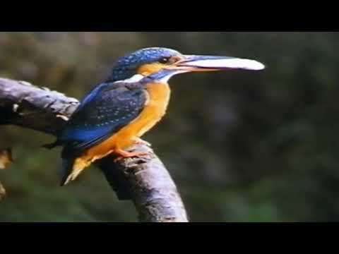 Kingfisher - Secret Splendour of the Brooks - HD