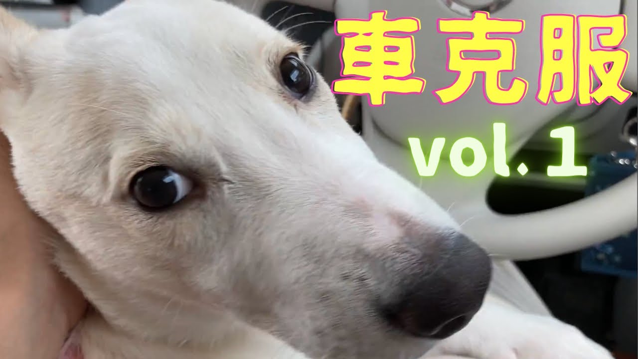 犬の車酔い 車克服までの道のりvol 1 雑種犬 Youtube 犬の車酔い 車克服までの道のりvol 1 雑種犬 Youtube