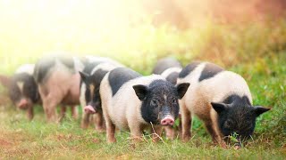 Potbellied Pigs vs. Domestic Pigs | Pet Pigs