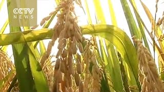 China’s “super rice” to yield record 15 tons per hectare