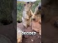 An incident in Africa that will cheer you up