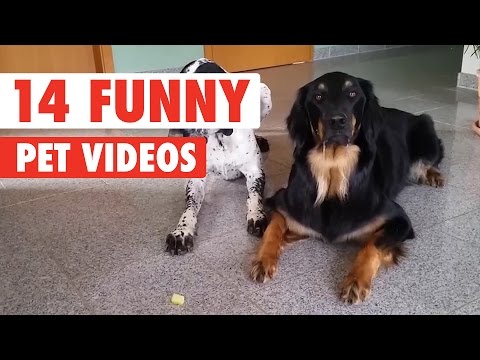 14-funny-pet-videos-compilation-2017