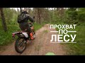Прохват по лесу 12.06.22