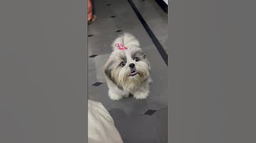 Thumbnail of Shih tzu puppy barking 🐶 #shorts #shihtzu #sounds