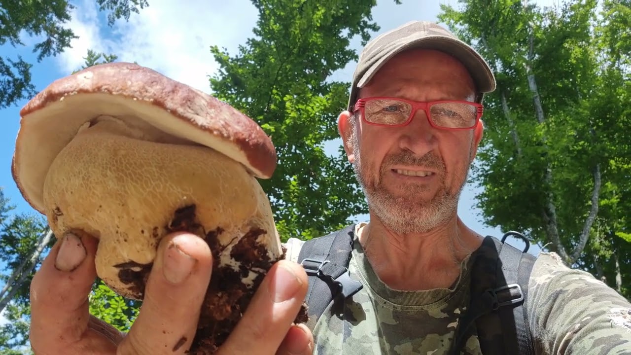 FUNGHI PORCINI 2025 DELIRIO DI PORCINI AEREUS AI FAGGI ALTI 🍄‍🟫🍄‍🟫🍄‍🟫