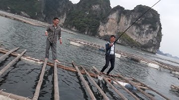 Câu cá Rìa trên vịnh Bái Tử Long