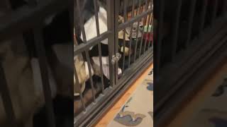 Dog rescues himself from cage with tongue