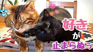 【猫の求愛】何回フラレたってラブアタック全開の黒猫さん